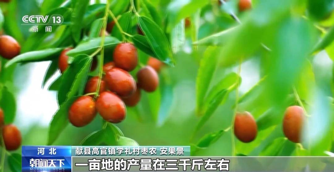 一大批农产品正走向你的餐桌！全国秋粮收获近四成