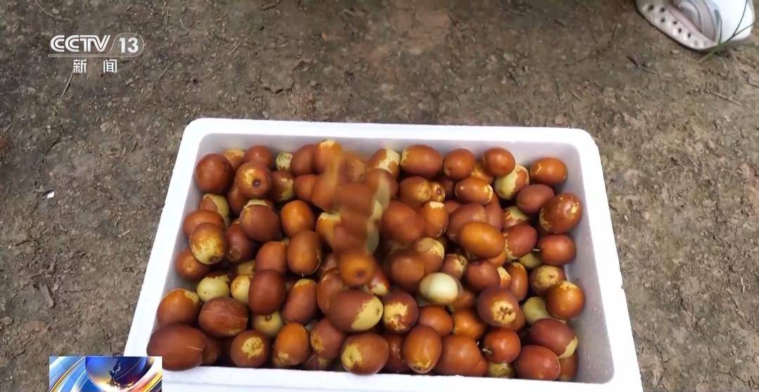 一大批农产品正走向你的餐桌！全国秋粮收获近四成
