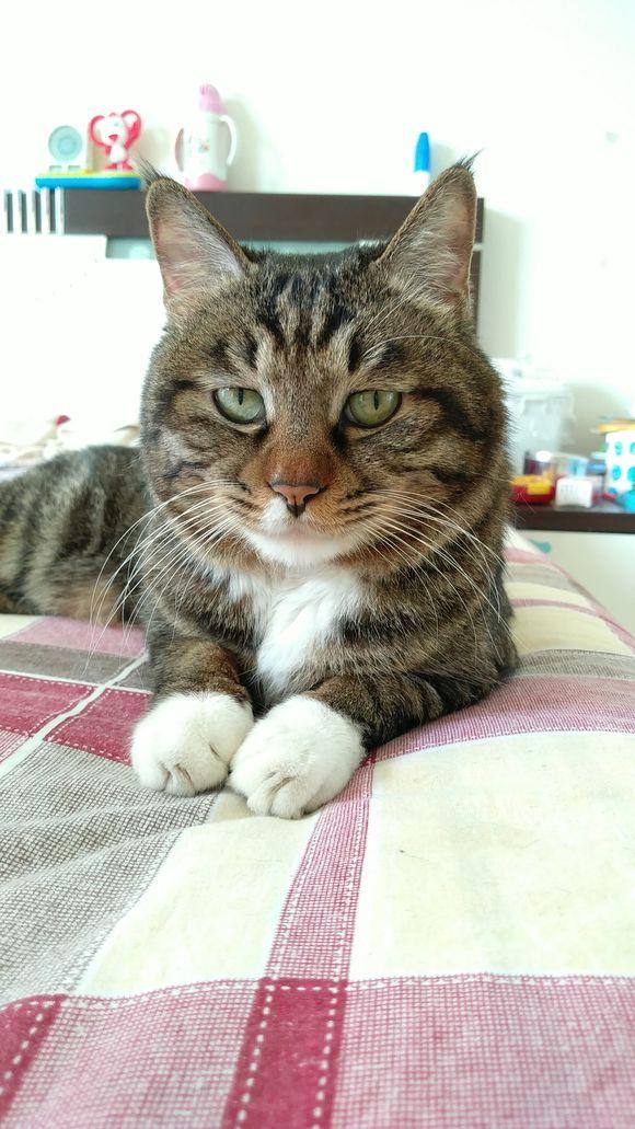 虚拟币老猫(虚拟币aave)