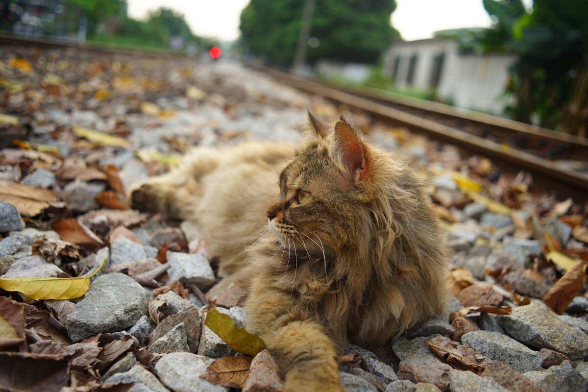 虚拟币老猫(虚拟币aave)